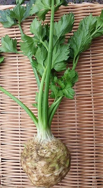 celeriac