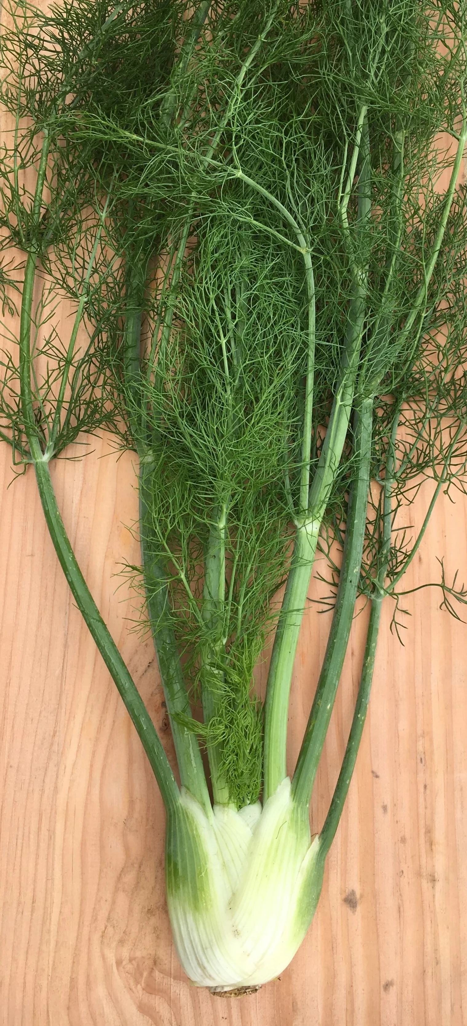 fennel