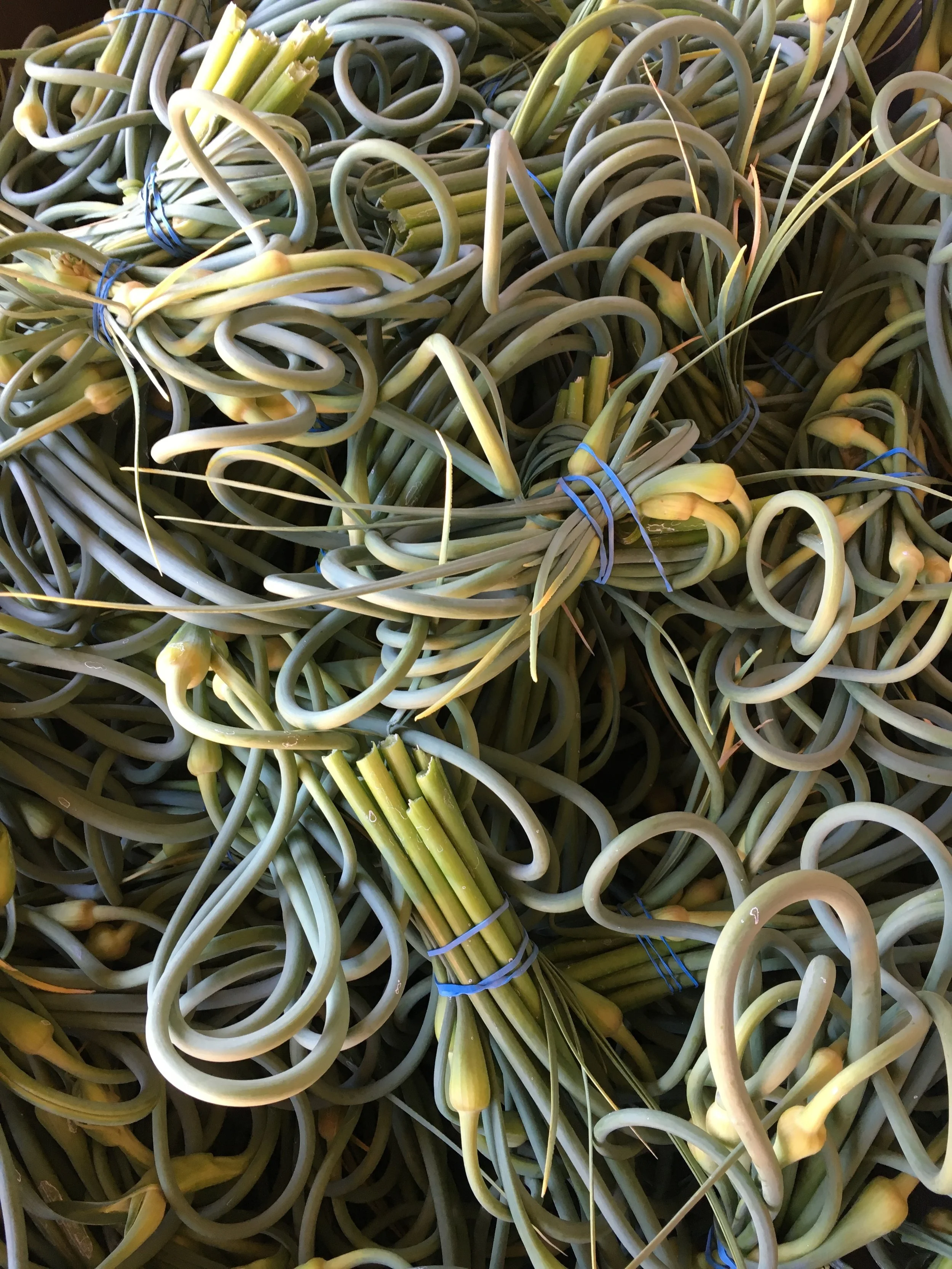 garlic scapes