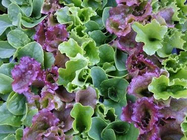 lettuce