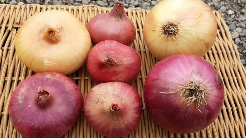 cipollini onion, shallot, red & yellow onion