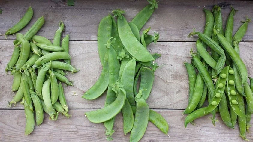 peas-snap, snow, shell
