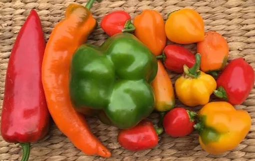 sweet peppers-bullhorn, green bell, mini bell