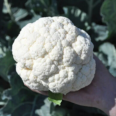 cauliflower janvel.jpg