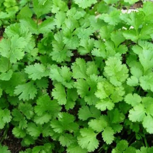 Organic Cilantro (6 pack)