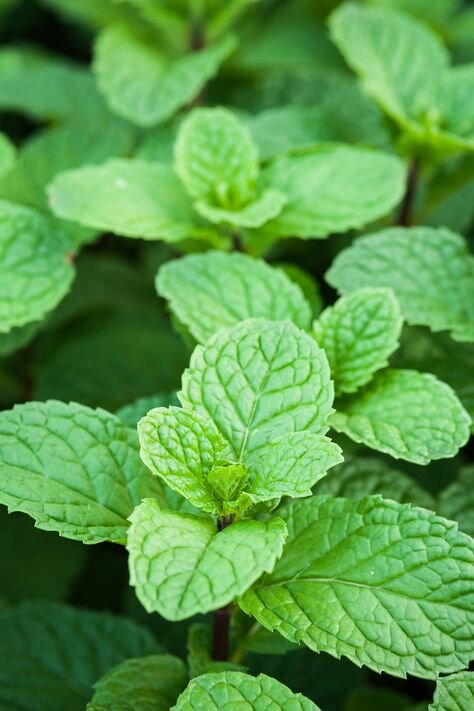 Organic Mint - Common (4" pot)