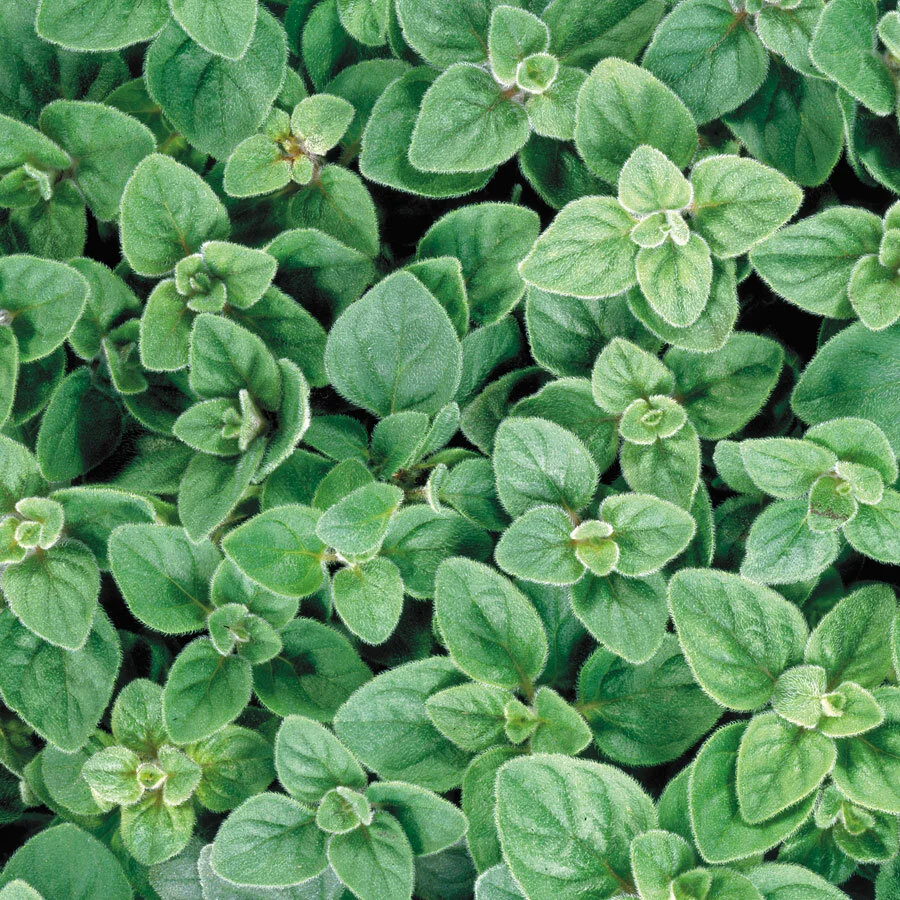 Organic Oregano - Greek (4" pot)