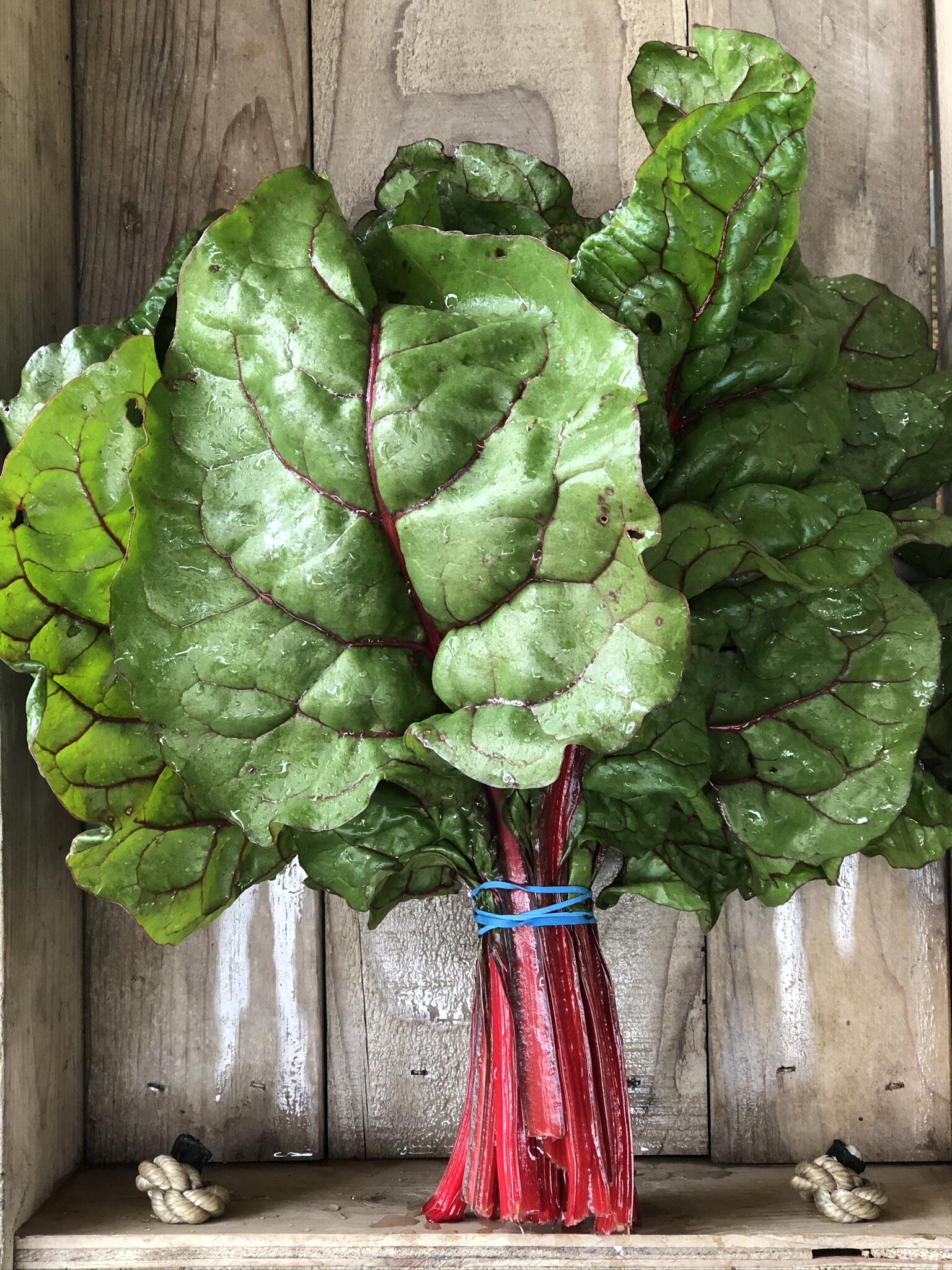 RED CHARD