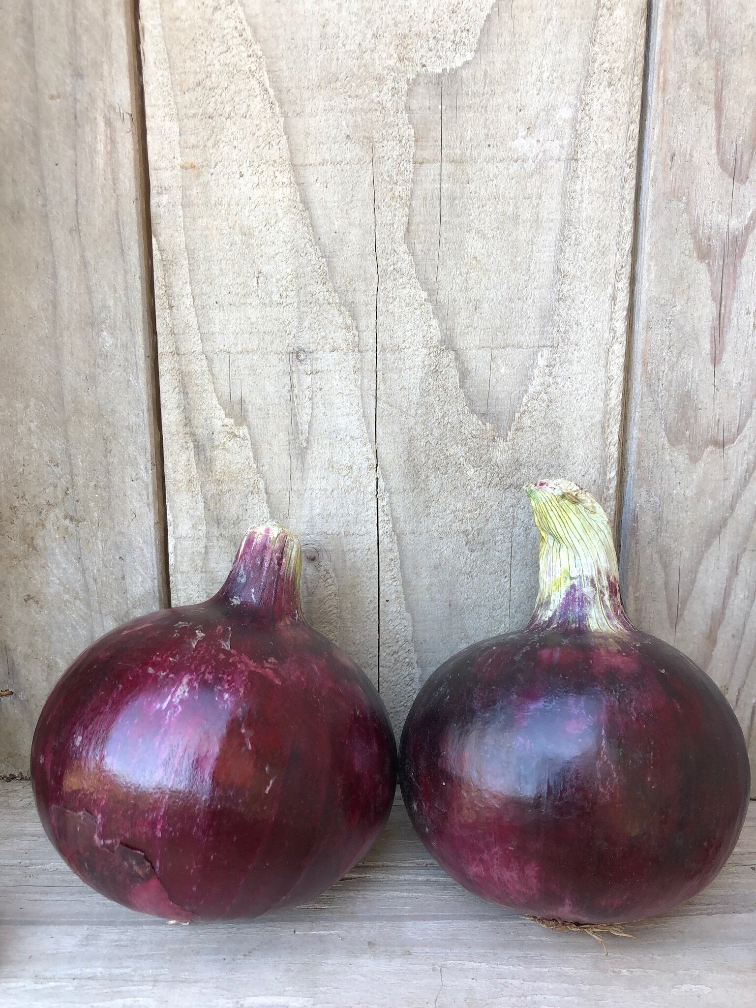 RED ONION