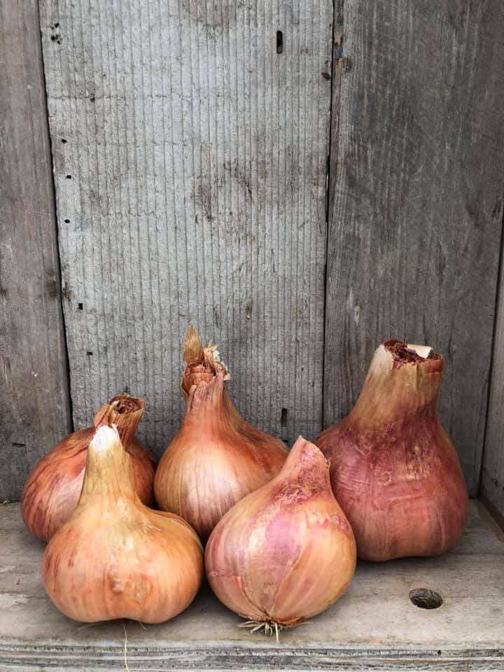 SHALLOT