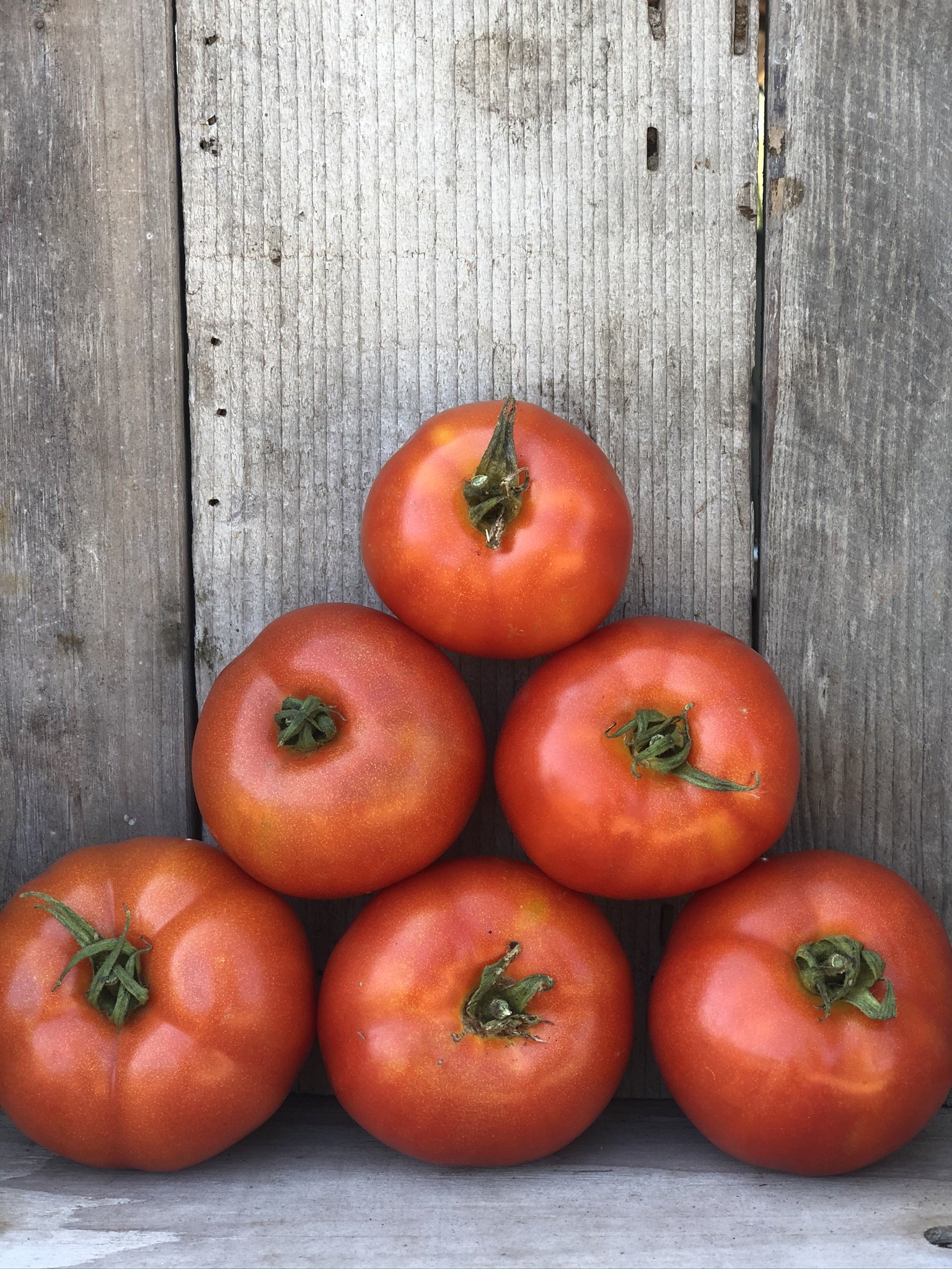 RED TOMATOES