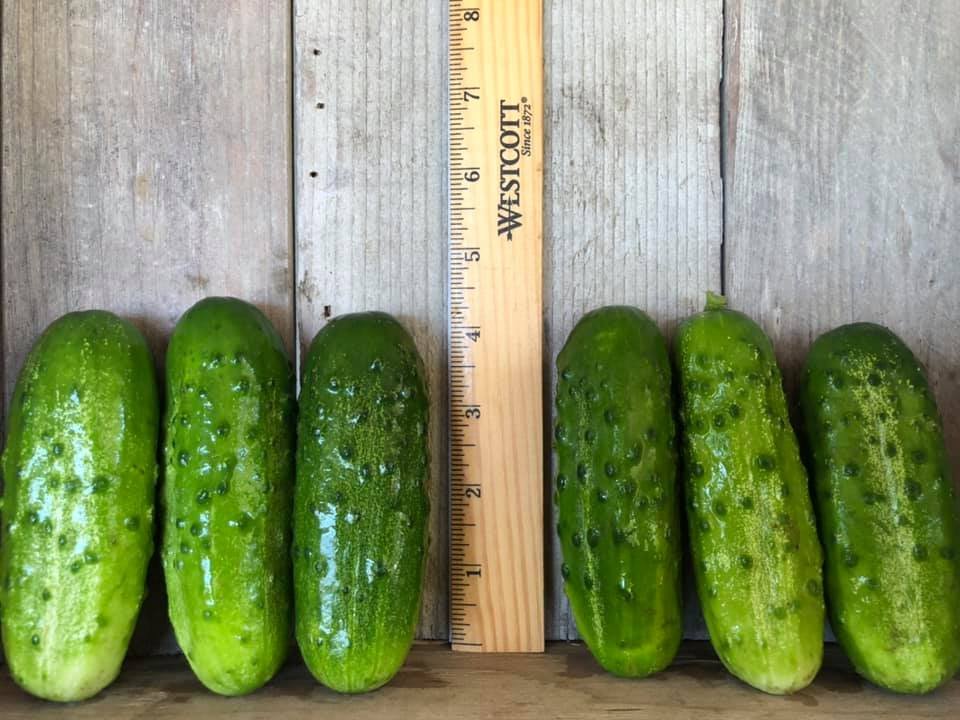 medium cucumber