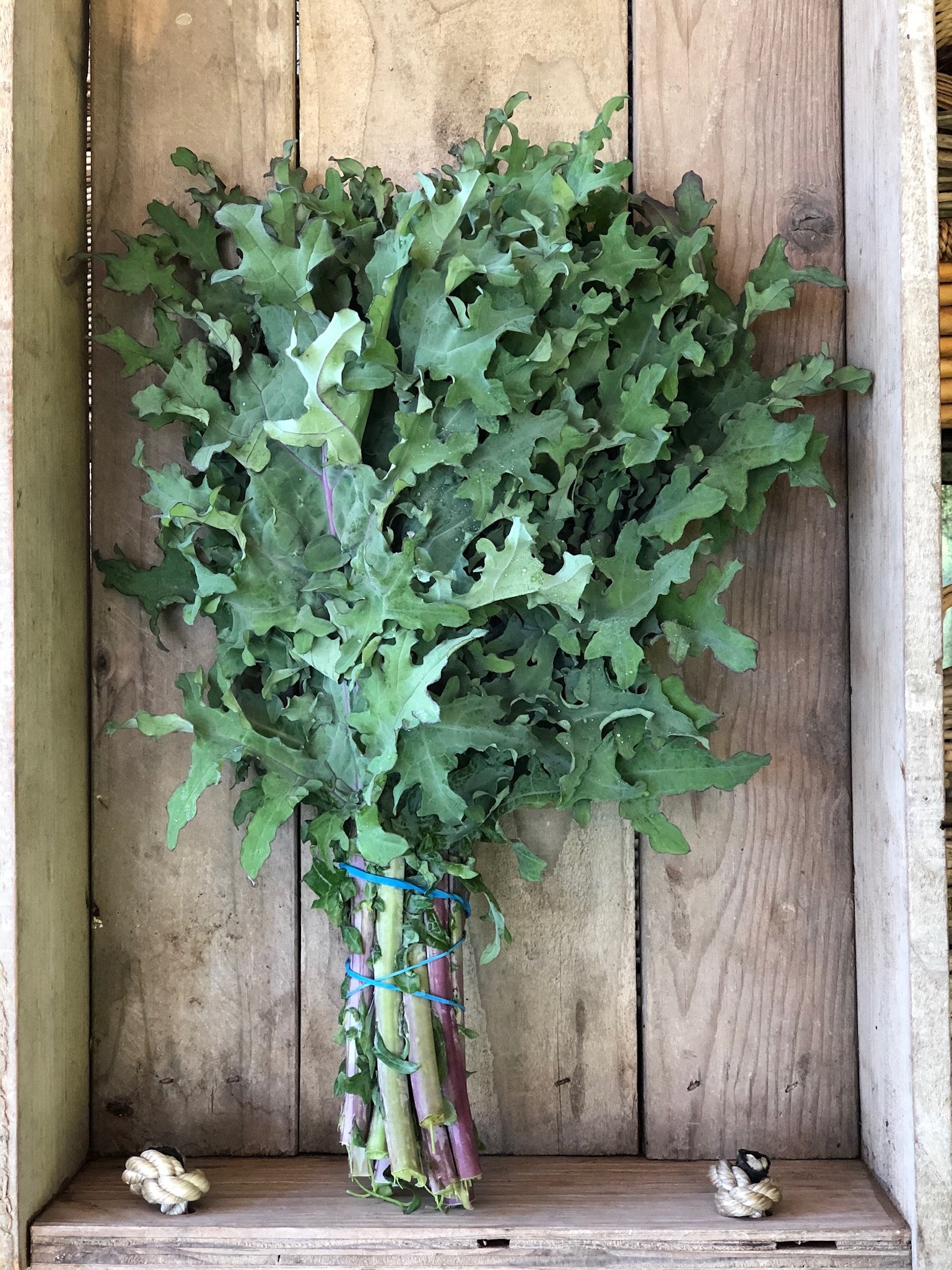 RED RUSSIAN KALE