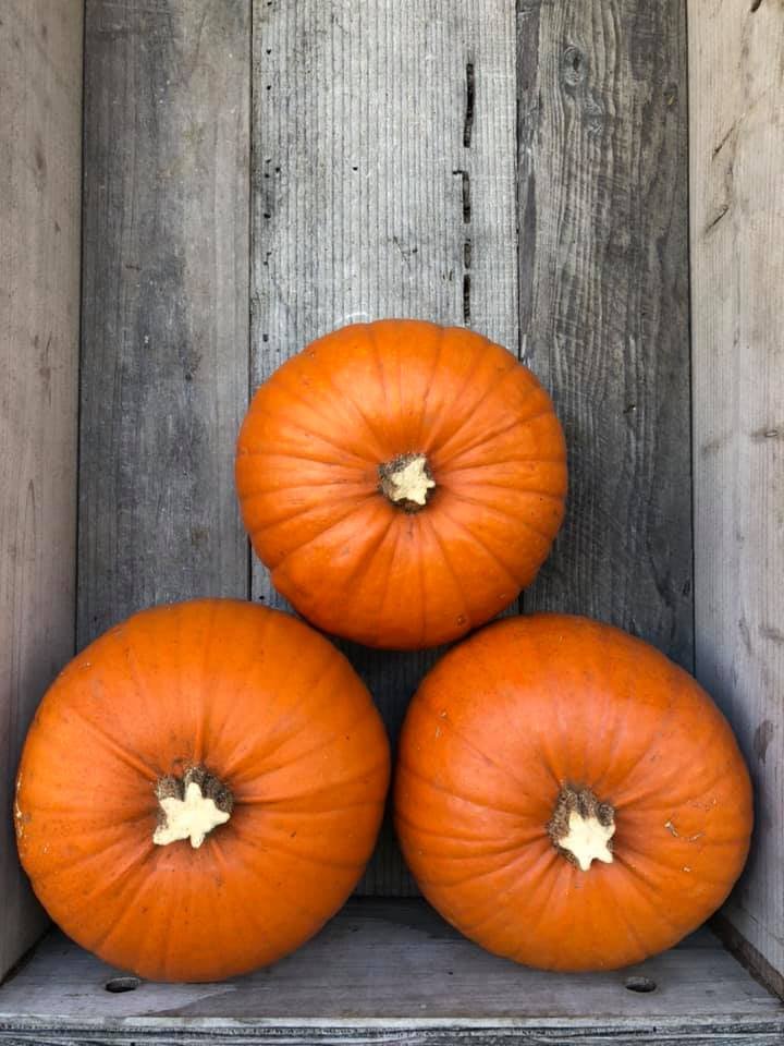 PIE PUMPKIN