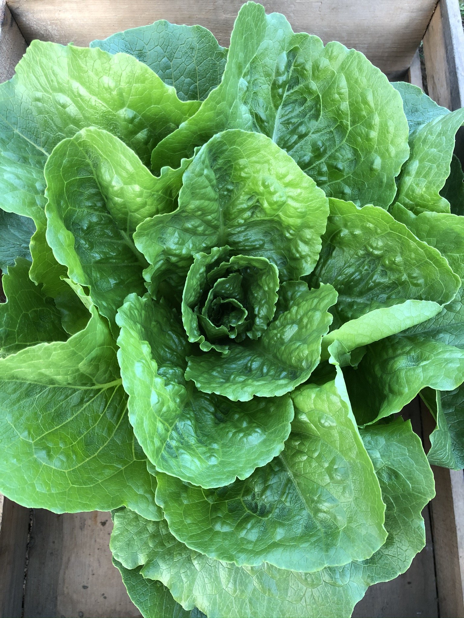 ROMAINE