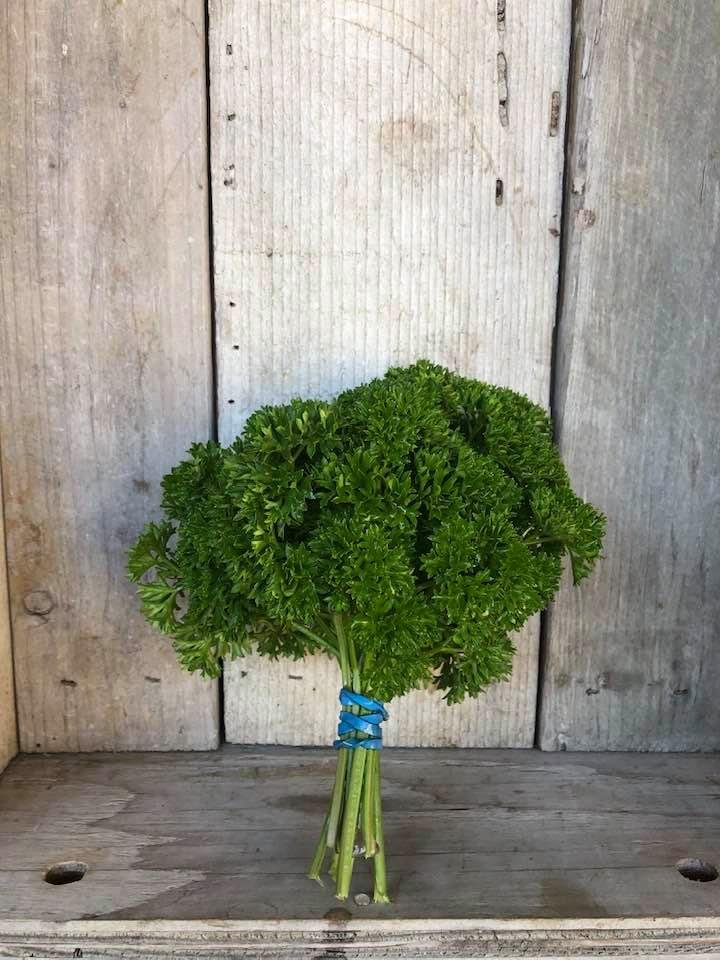 CURLY PARSLEY