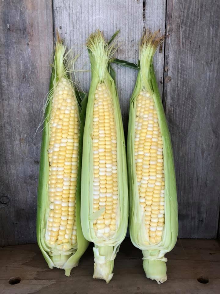 BI-COLOR CORN