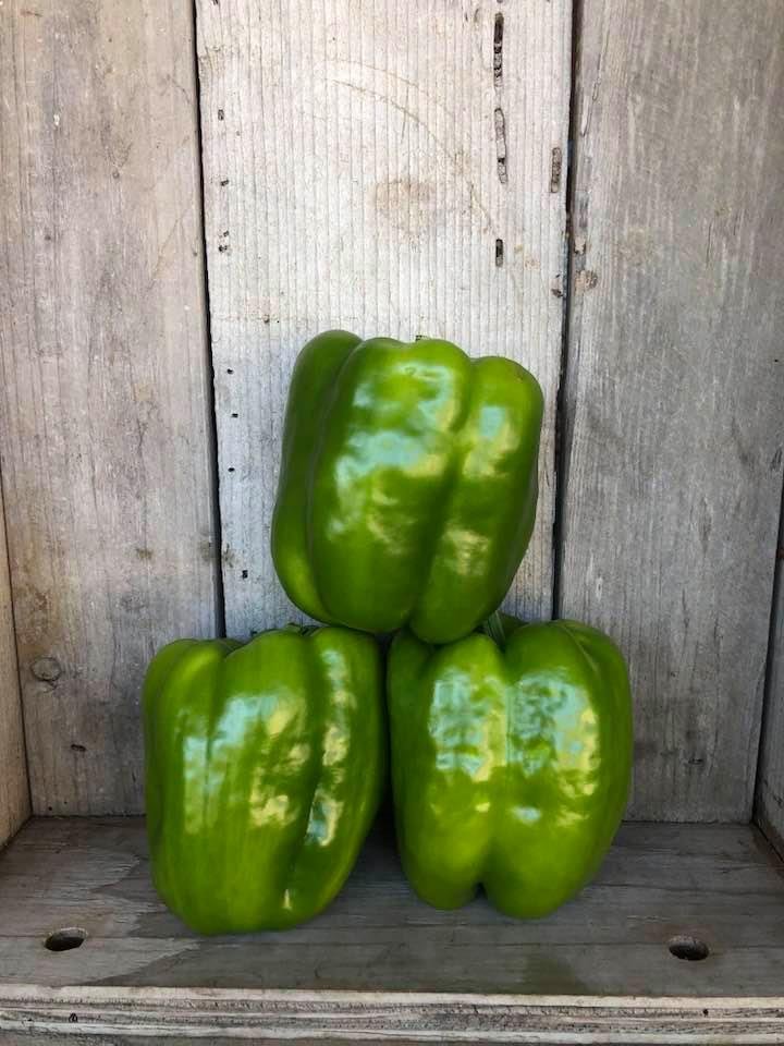 GREEN BELL PEPPER