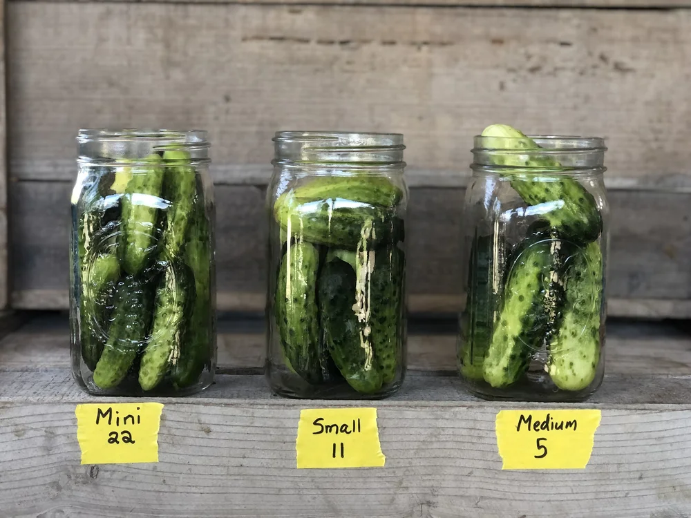 PICKLING CUCUMBERS — Rising River Farm