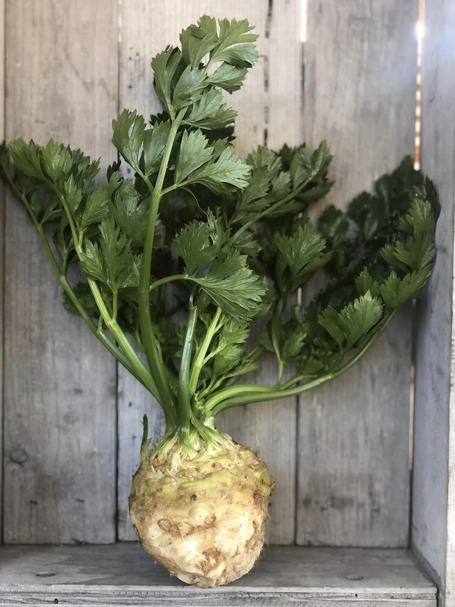 Celeriac
