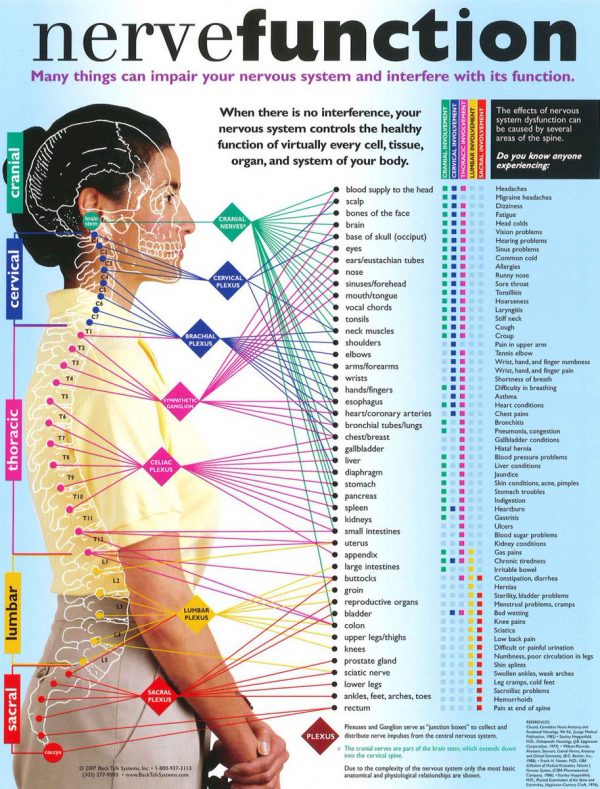 Nerve_System_Denver_chiropractor.jpg