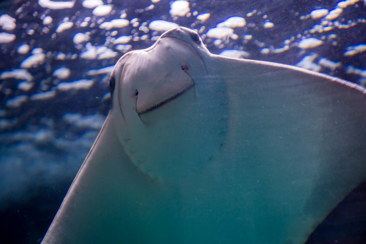 Day 5 | Las Vegas - Gordon Ramsay's Pub at Caesars