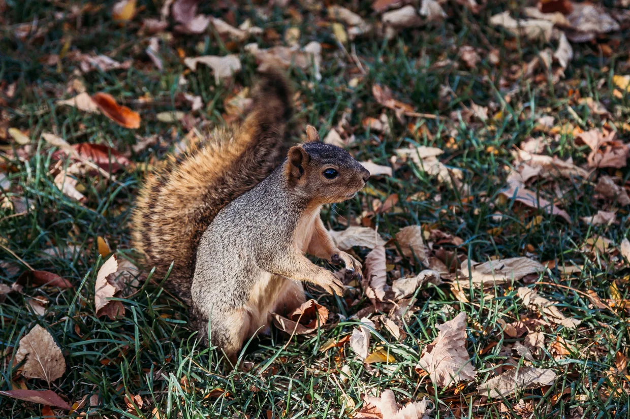 Day 8 | Denver and walking tour