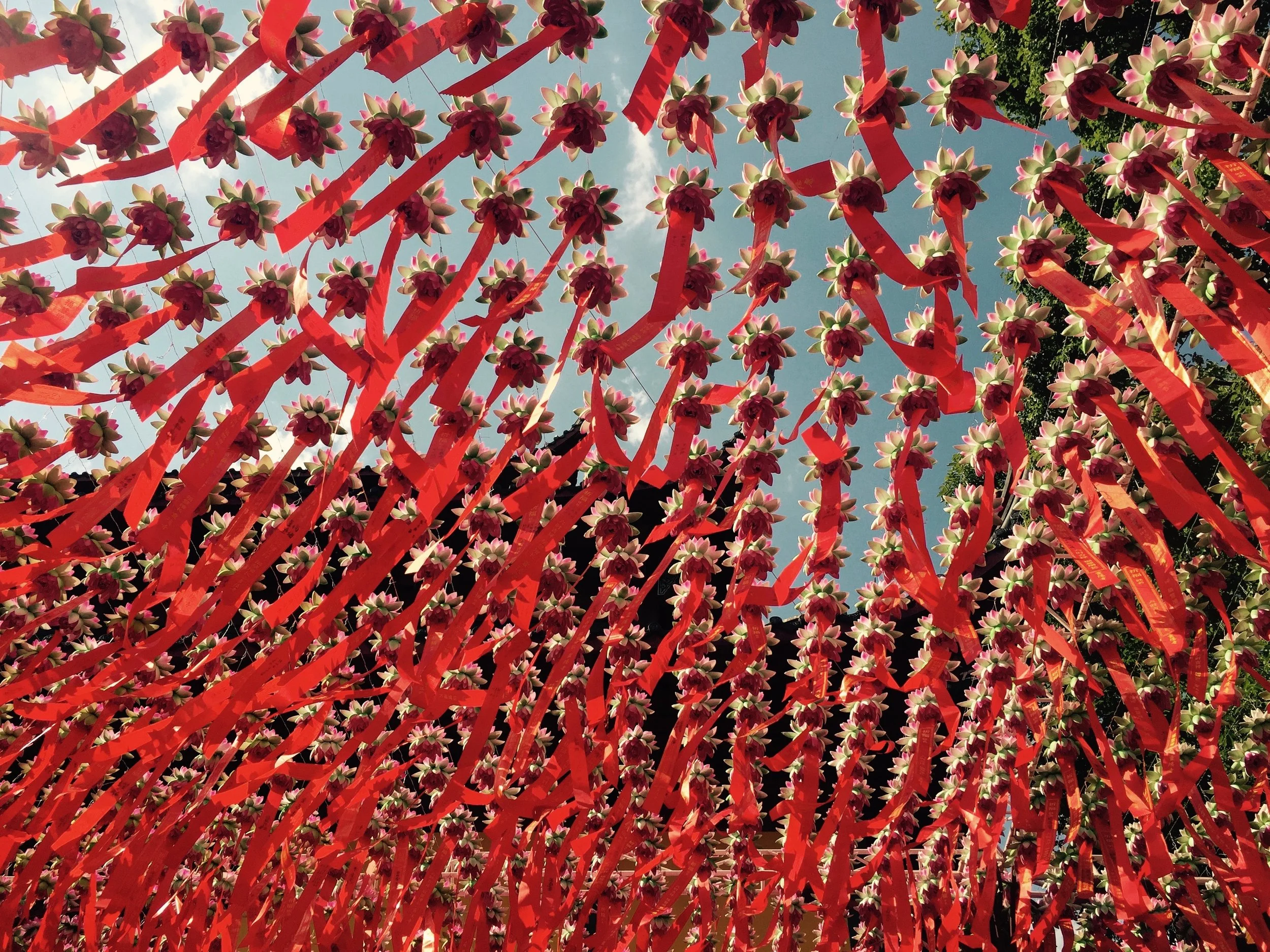 hangzhou hanging lotus at the temple in 2017 on a summer day