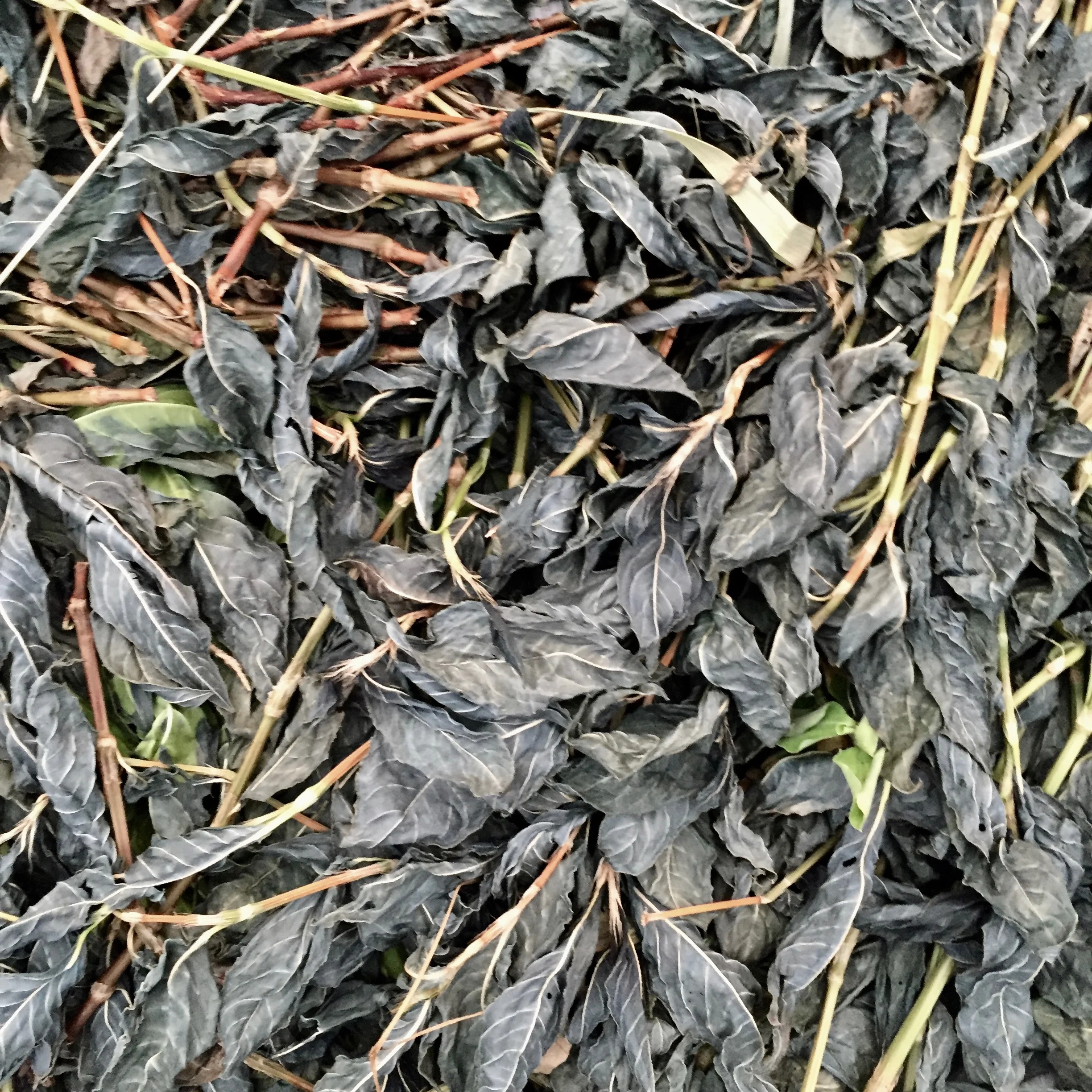 Drying indigo leaves on the farm
