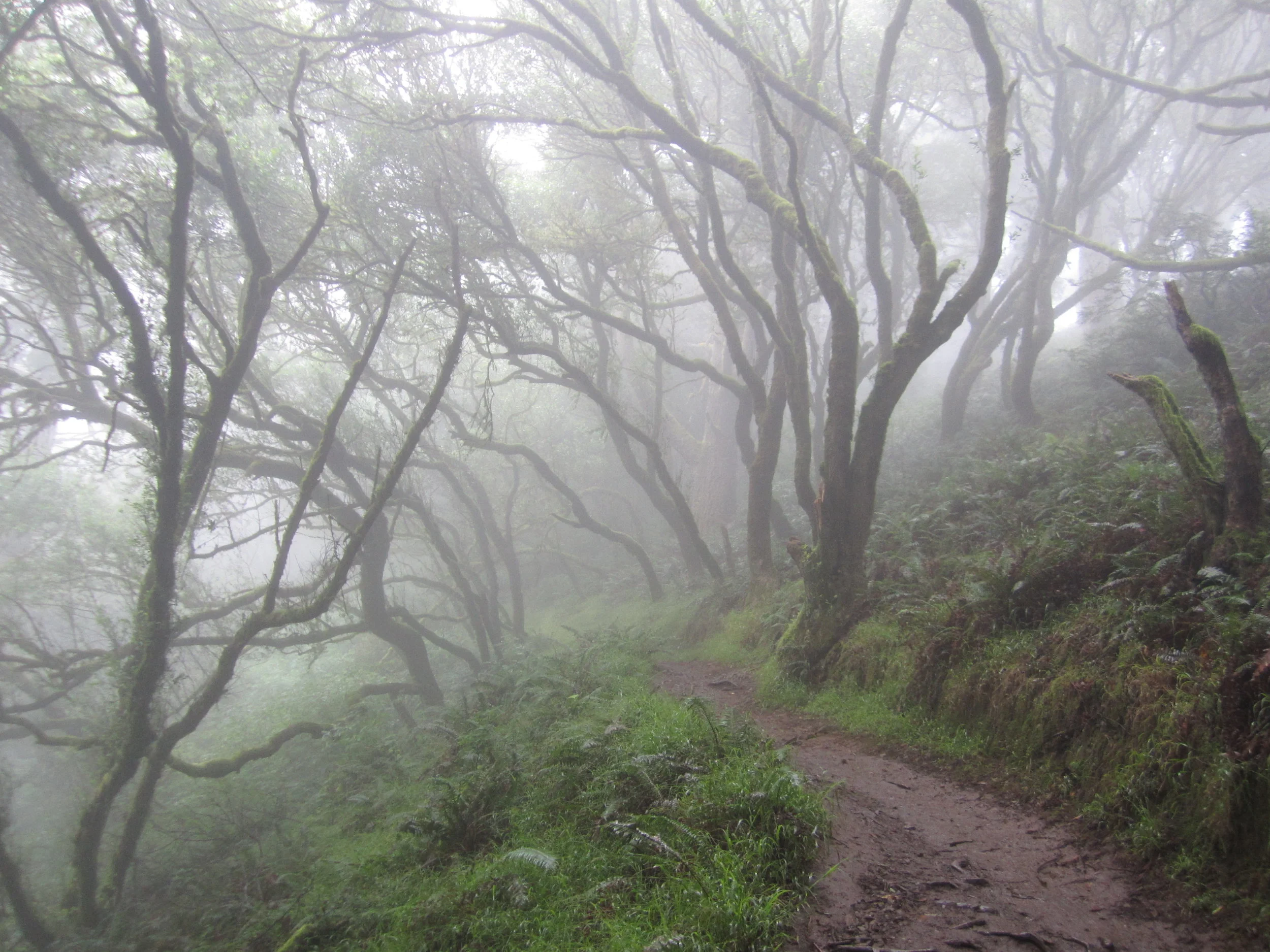 Seeking Clarity in Chaos: An Introduction to Psychotherapy with Personality Disorders