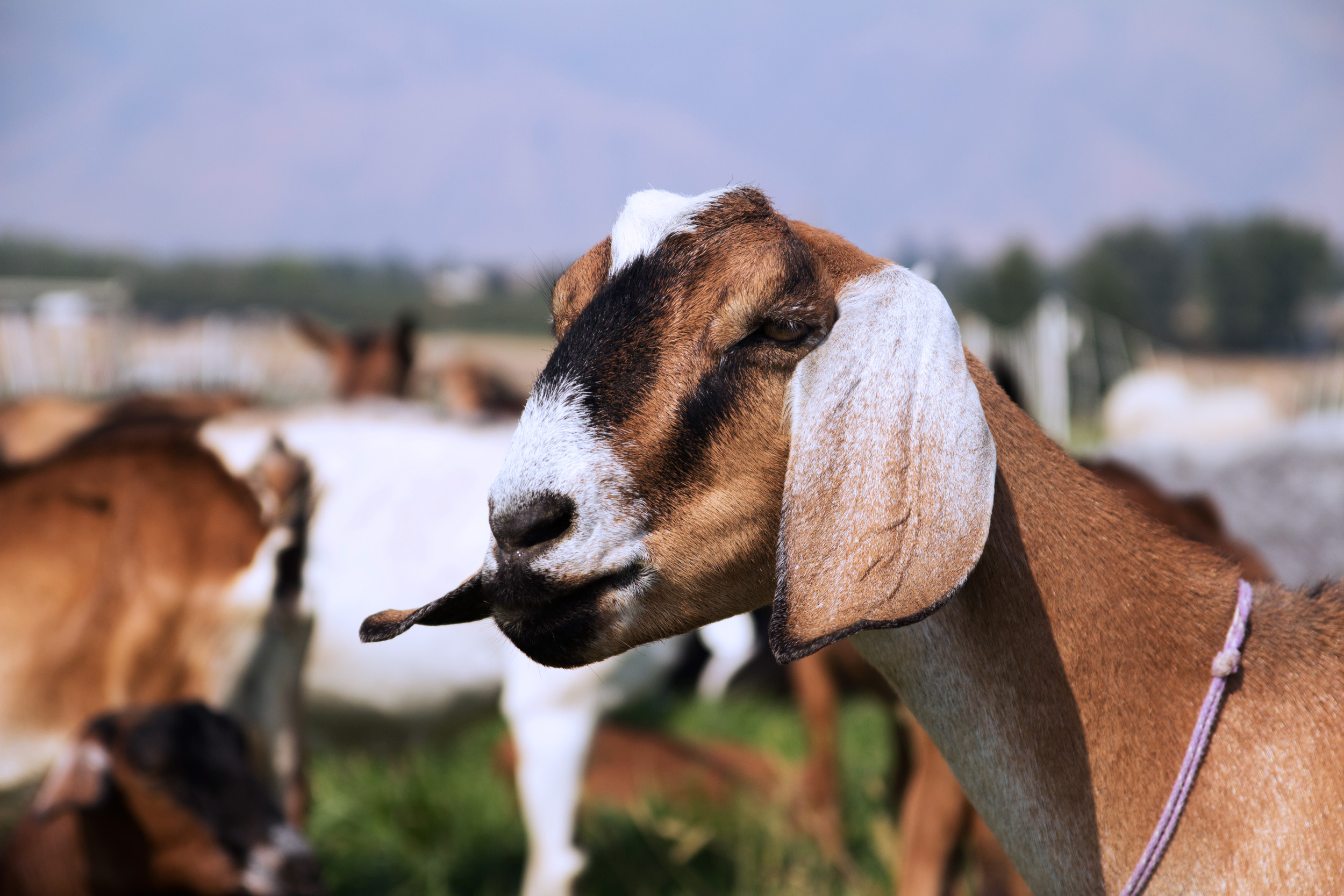 goat_pasture_3.jpg