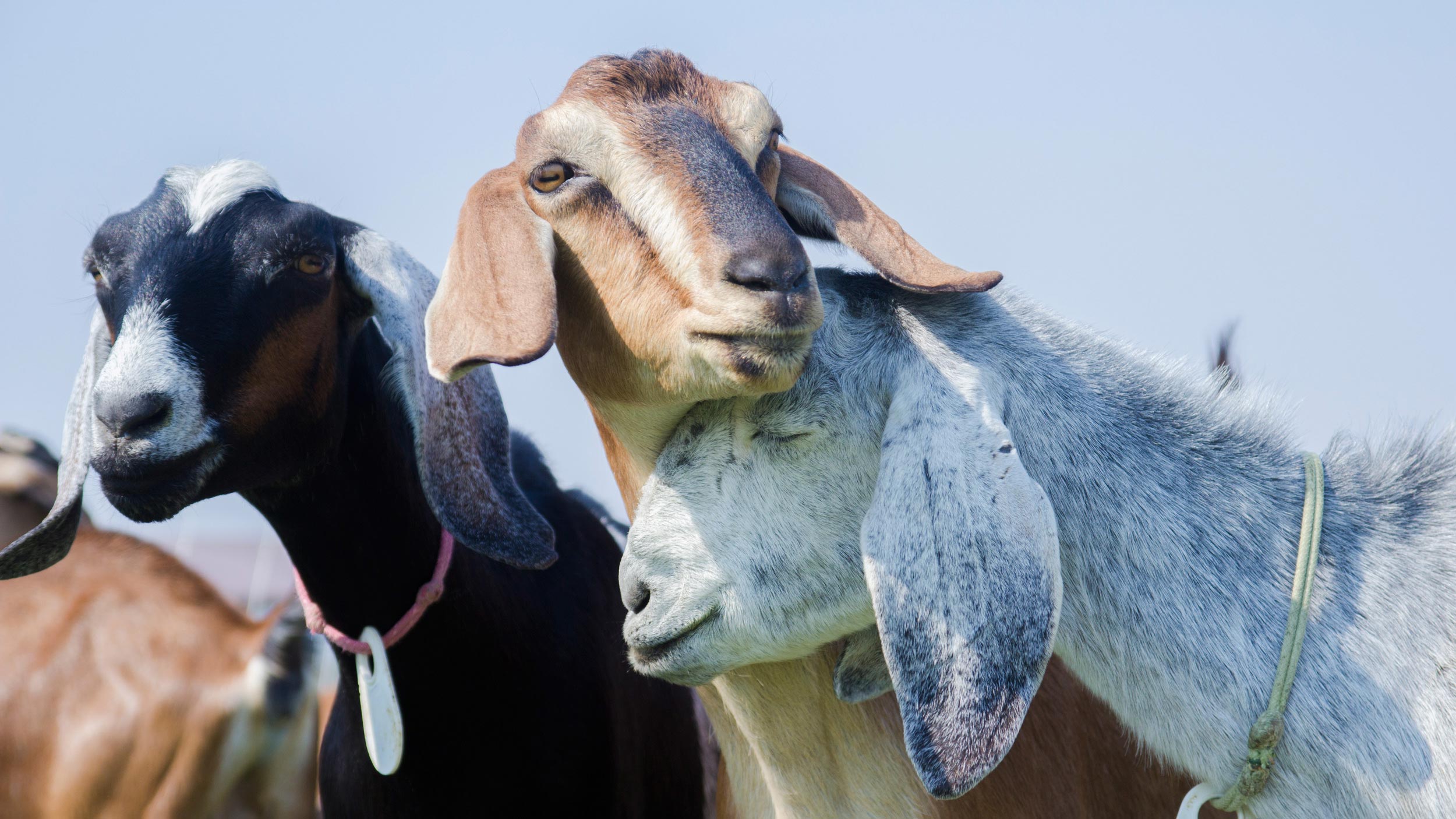 Hero_goats_1.jpg