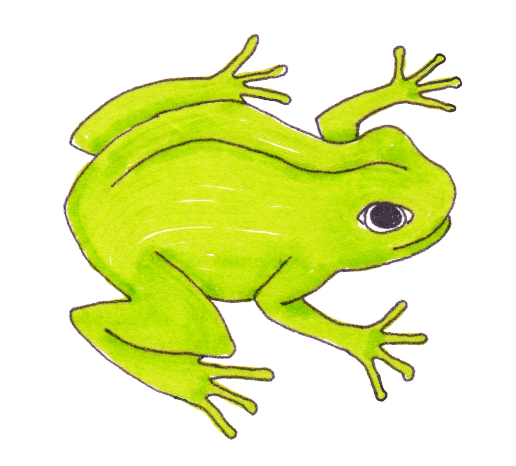 frog final.jpg