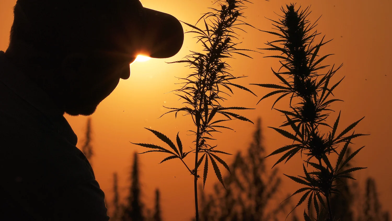 weedfarmersunset.jpeg