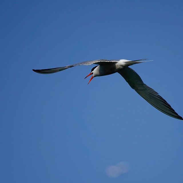 Knocked to the ground getting these pix. Arctic terns are vicious #jamesjaggerphotography #arcticterns #sonyrx10iv #godalming #getsurrey #igerssurrey