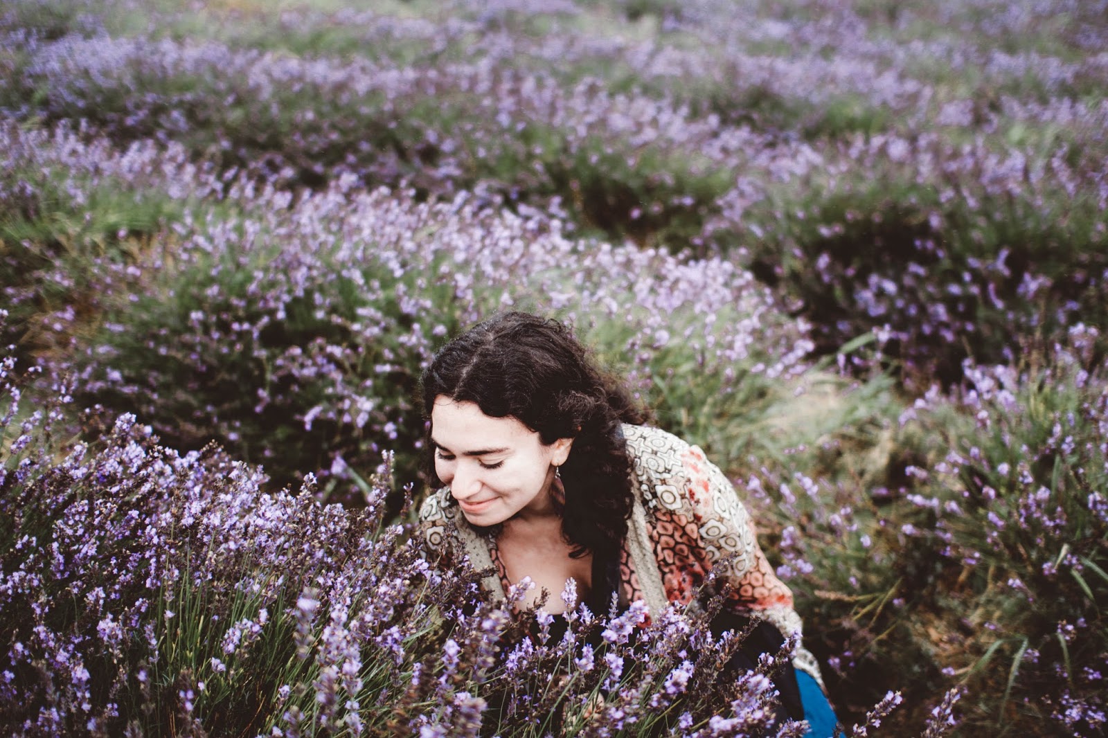 Lavender Fields 1