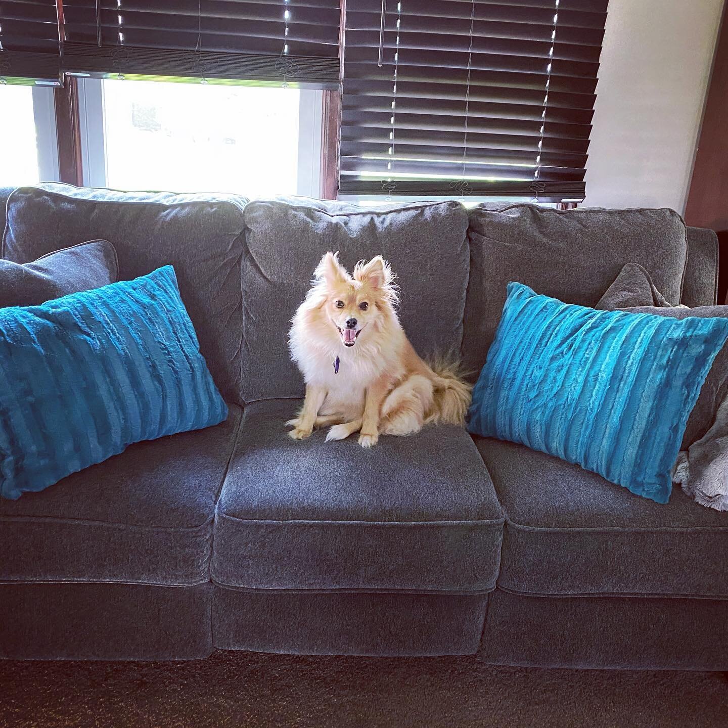 I made new pillow covers that are super soft and the best color! You barely notice them though, because of the cute lil&rsquo; floof stealing the scene. 🐕💕#dogsofinstagram #weeklyfluff #pomeranian