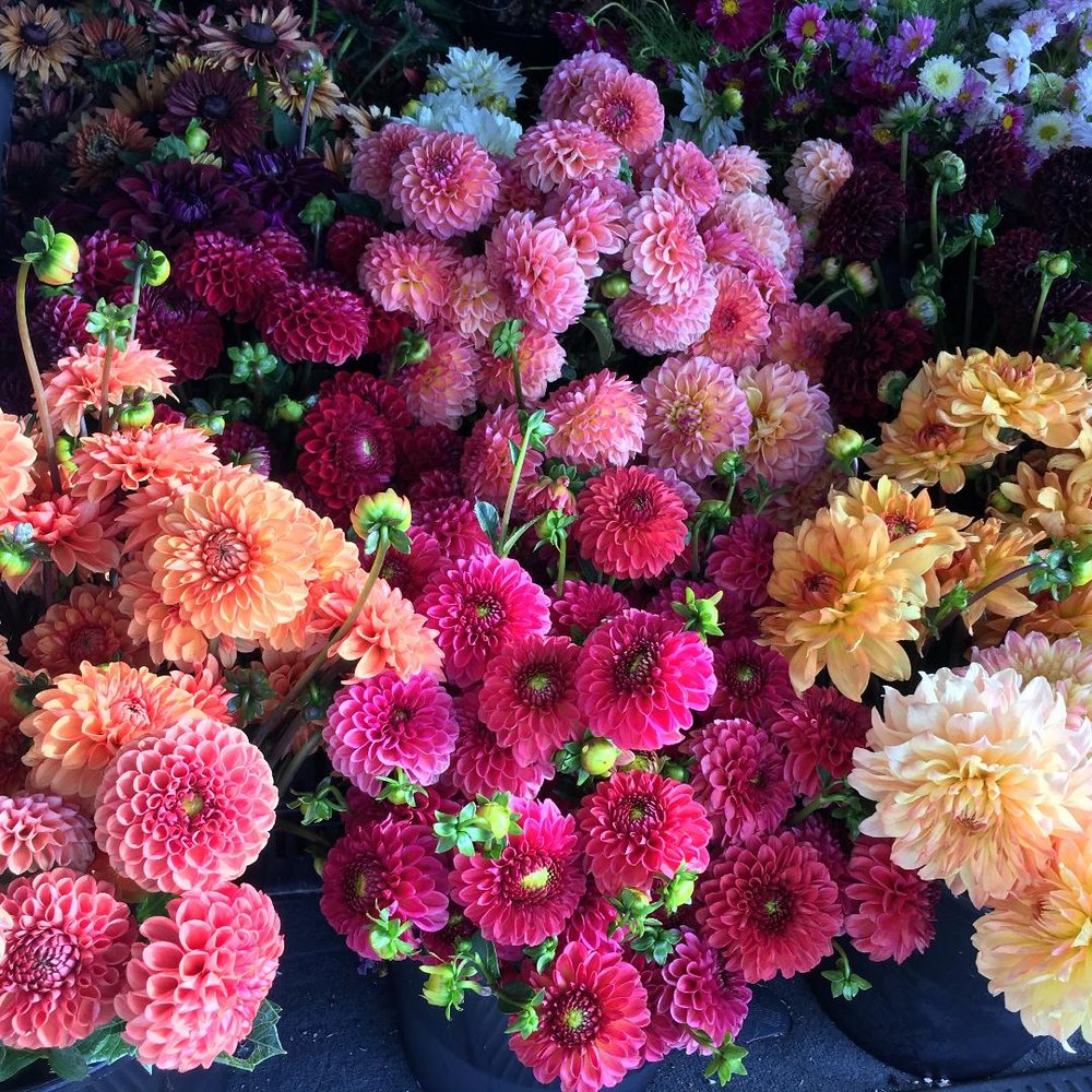 Dahlia Mixed Grab Bag — Red Daisy Farm