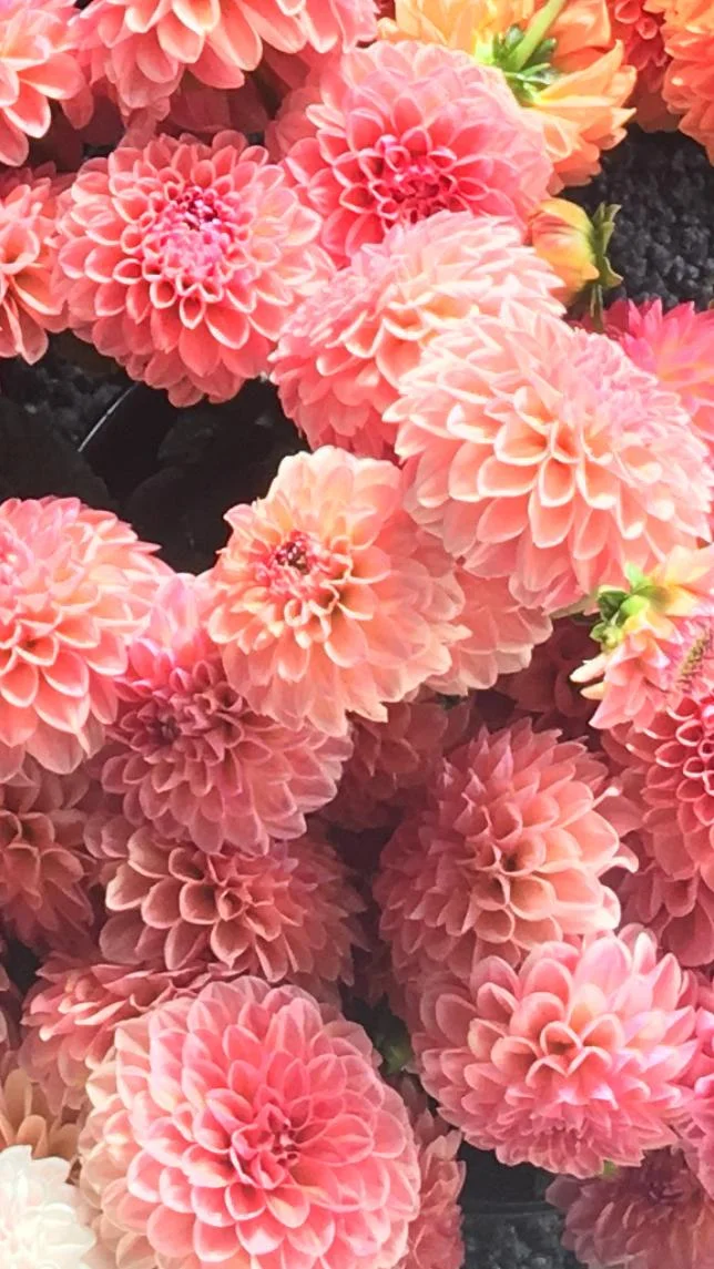 Dahlia Linda S Baby Red Daisy Farm