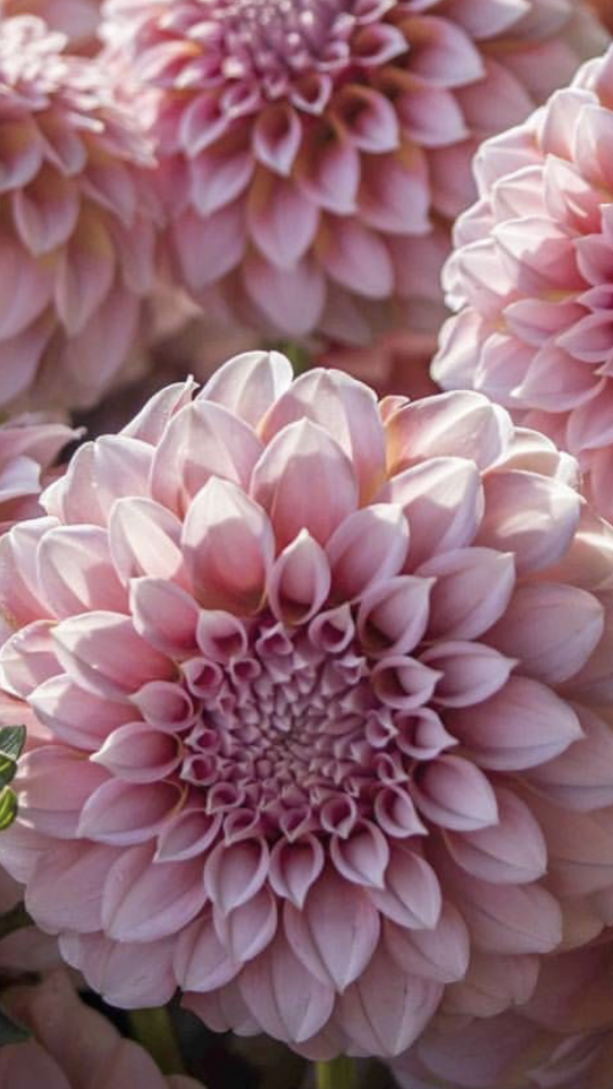 E2A215BA-2A7C-404A-985A-4FA62EC4C93F