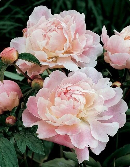 peonyshirleytemple.jpg