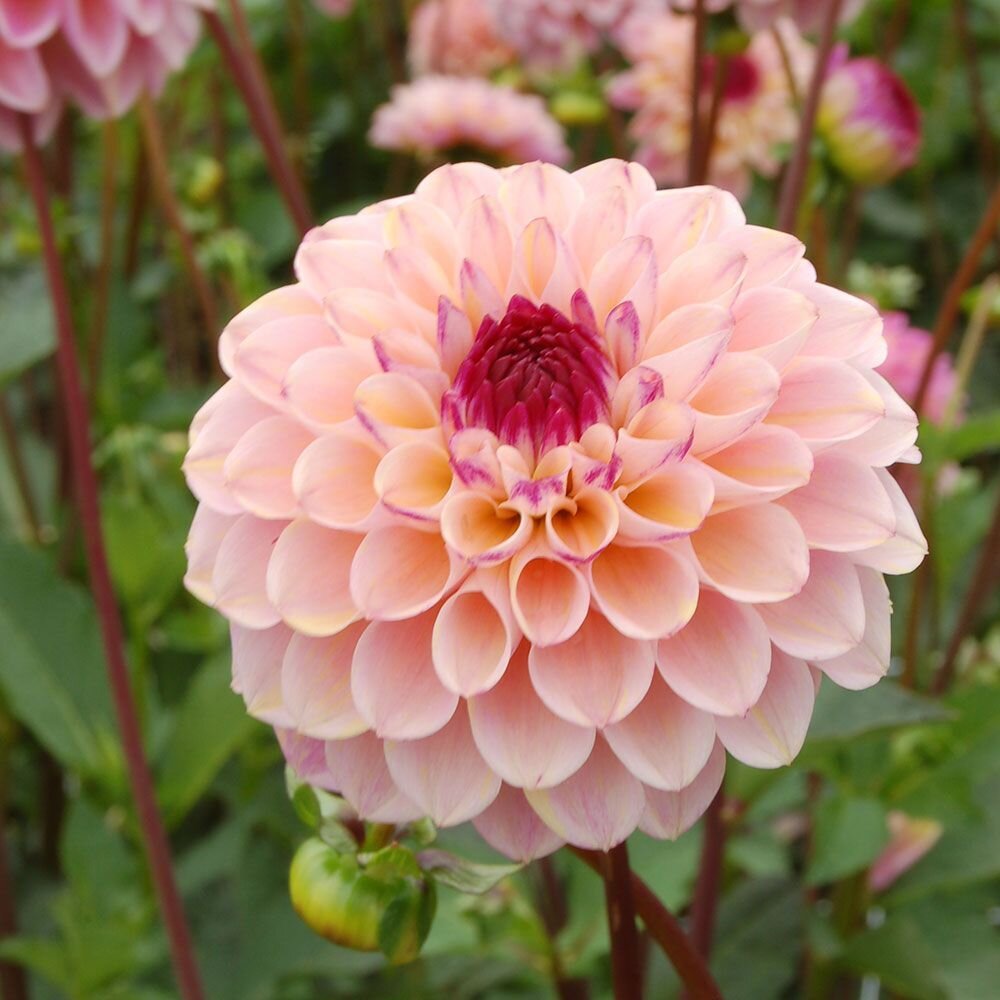 dahlia WEJill2.jpg
