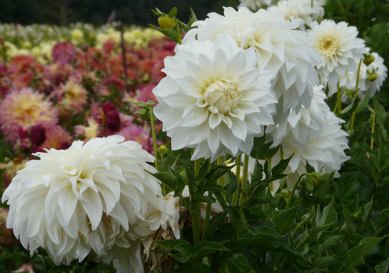 Dahlia Lady Liberty Red Daisy Farm