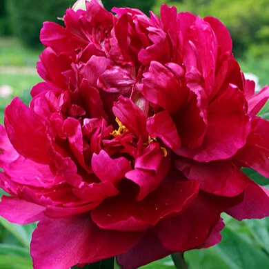 peonyadolphrousseau.jpg