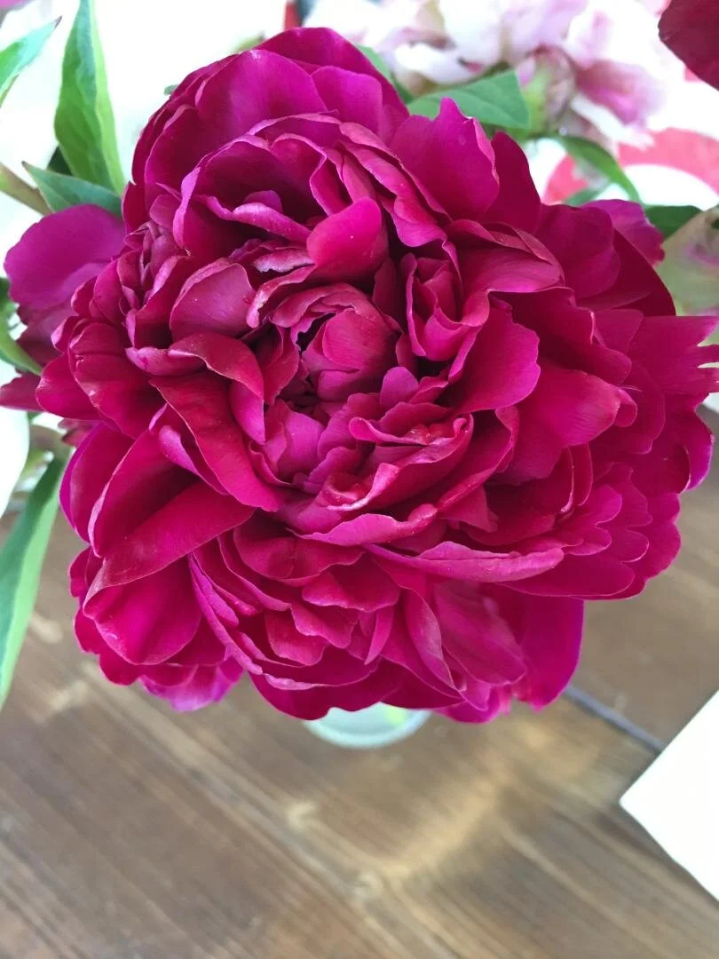 peonyfelixcrousse.JPG