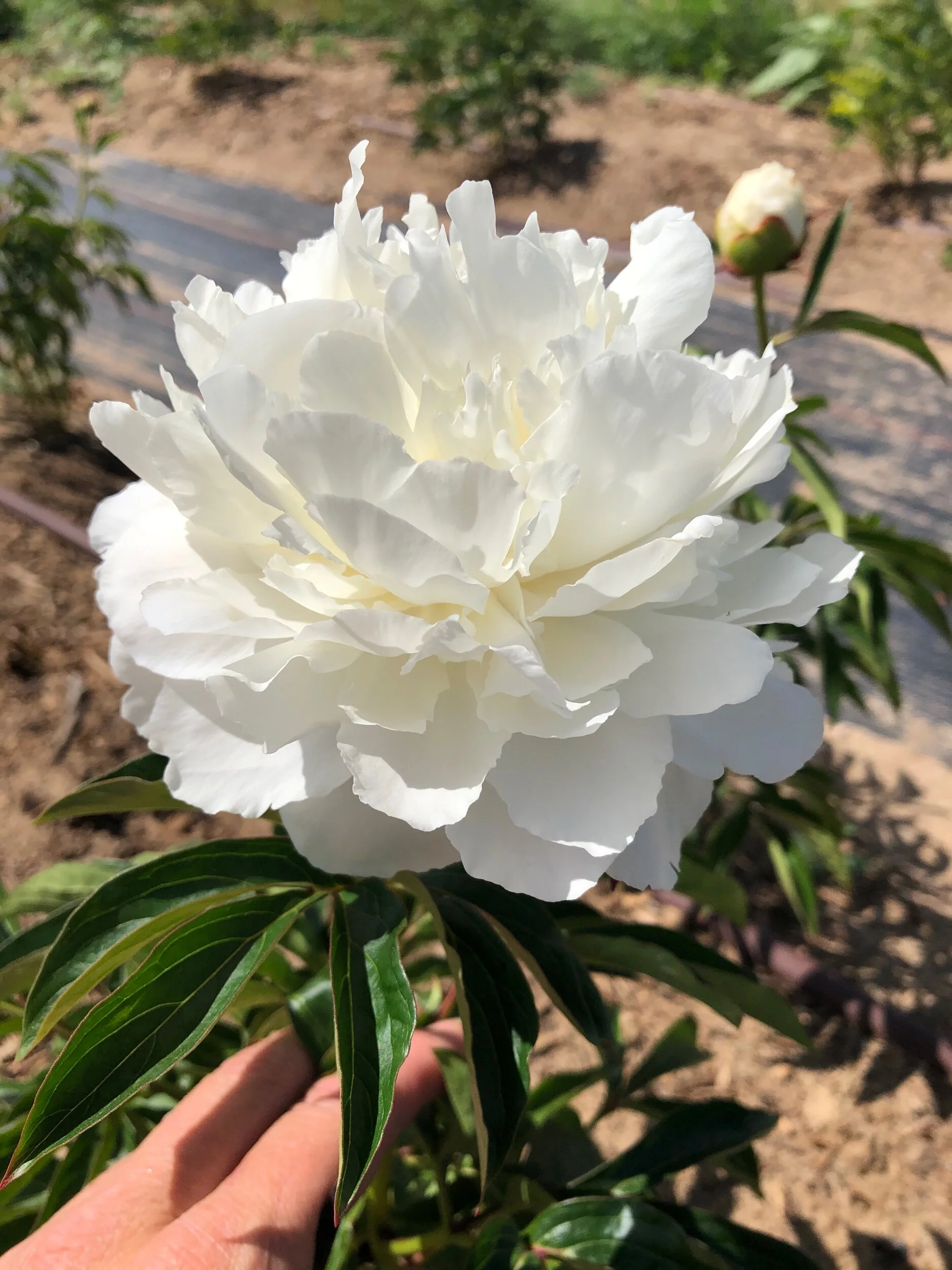 31C70EB8-0138-4539-A6E2-1D00AADD3B49