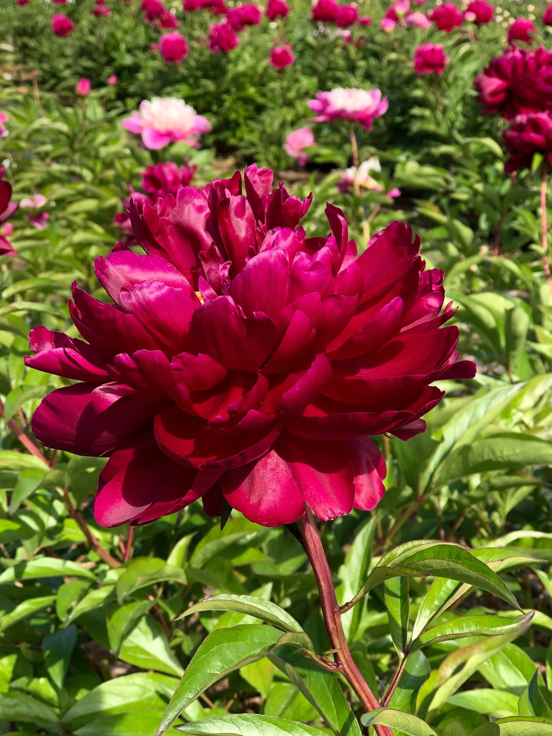 DA0EDCBB-E6F3-40D5-9792-6E81F93923FB