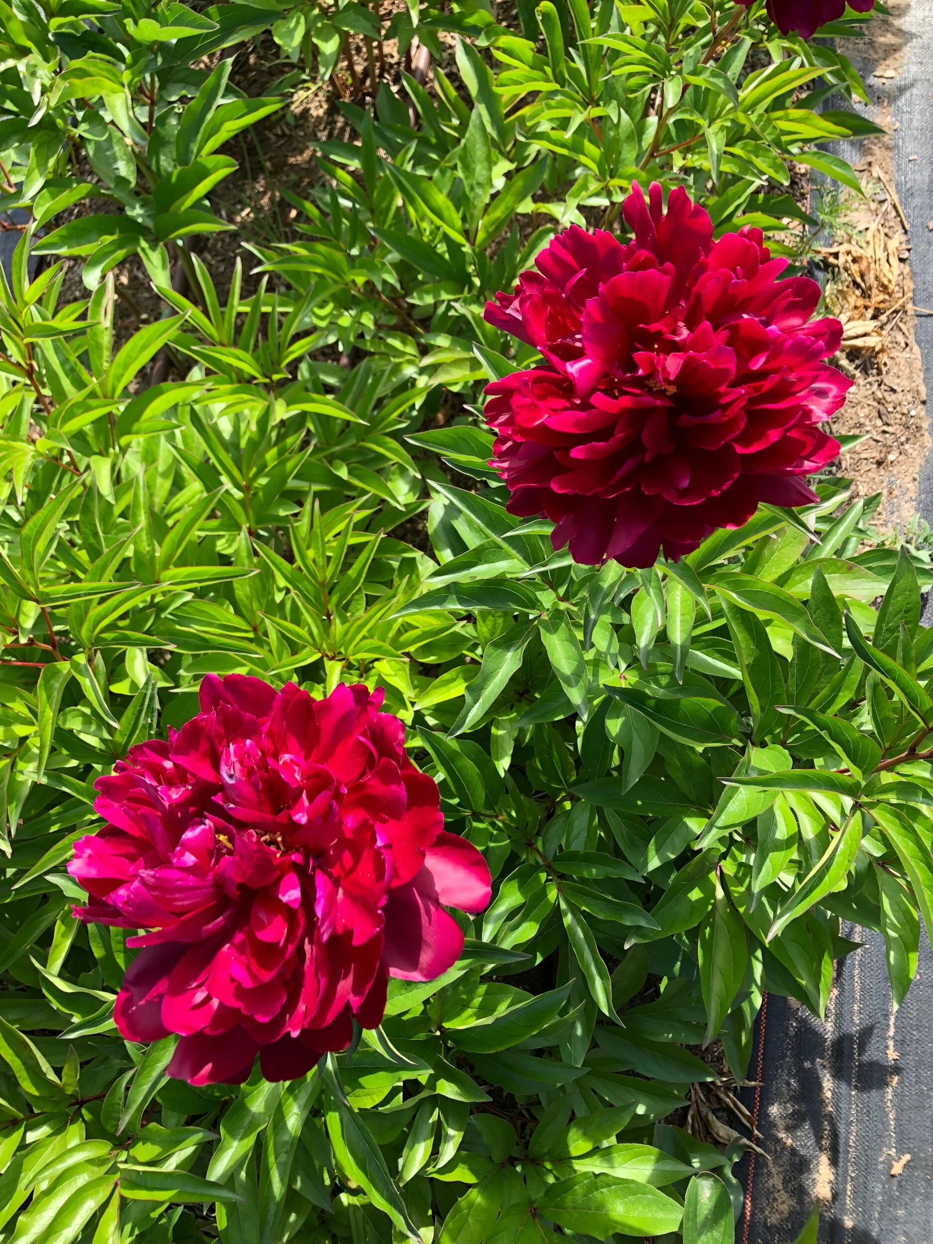 994AAE61-2B33-46D8-8E26-8D5319457FCB