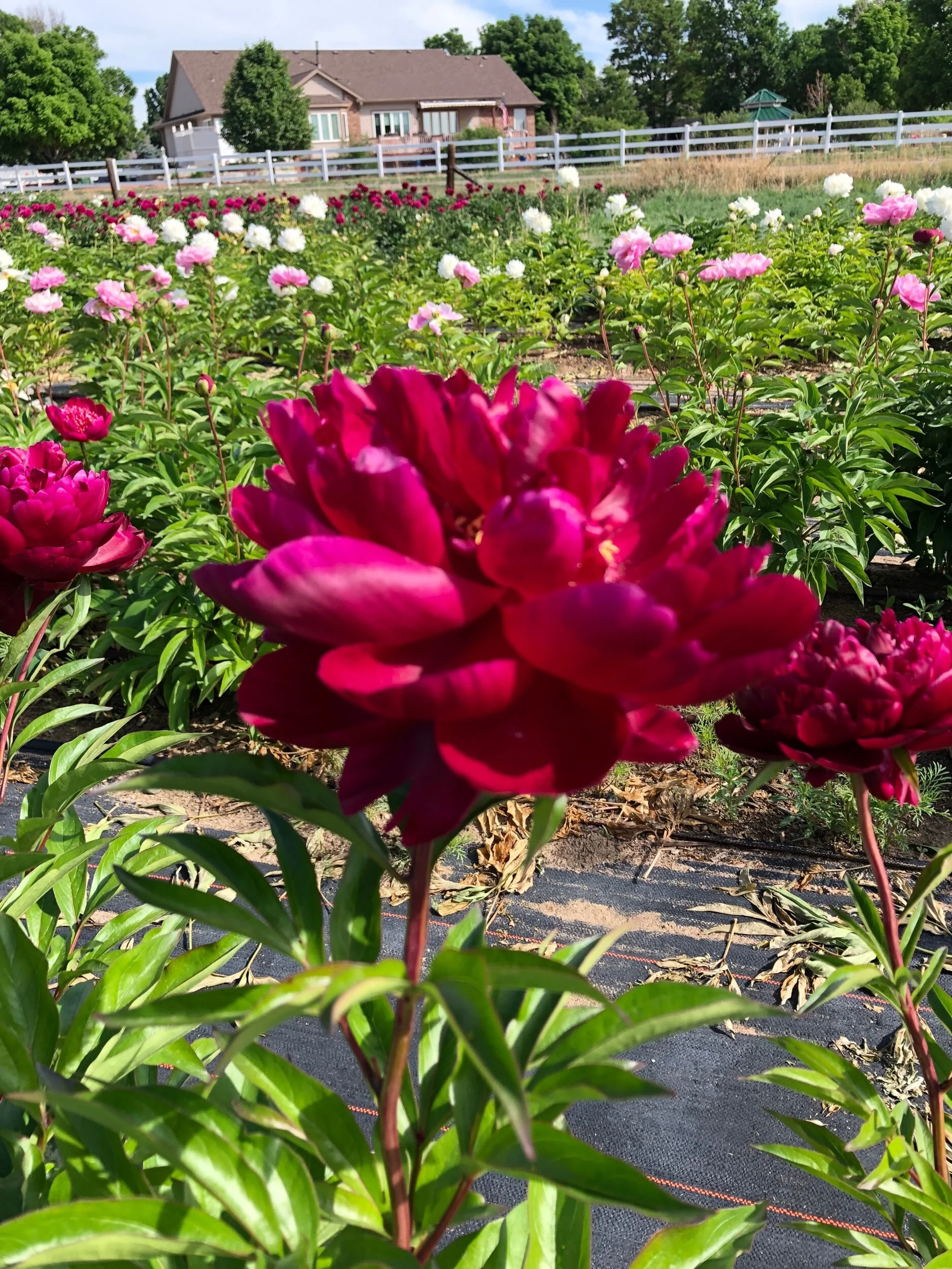 7C99F7E9-6753-42E4-AA68-CA10163AEFA6