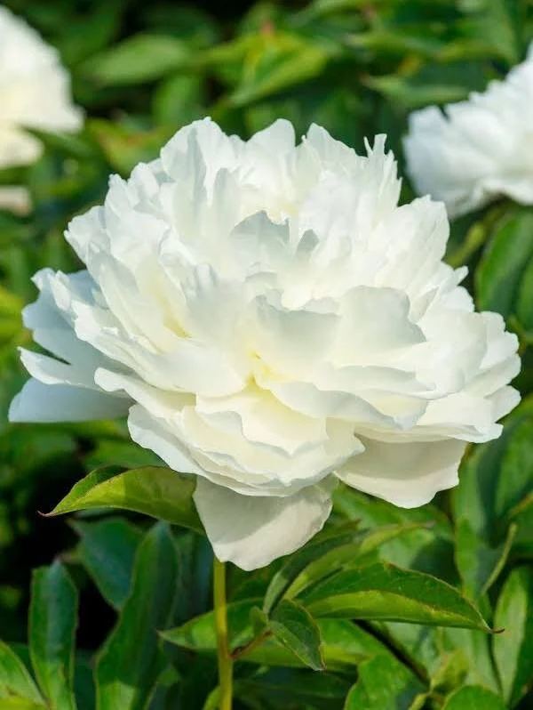 67C86EEF-CFEF-49C2-9E35-CD30D86807DA